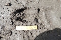 Alces alces pfizenmayeri