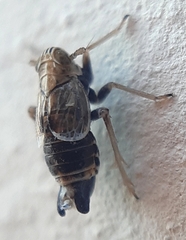 Dicranotropis hamata