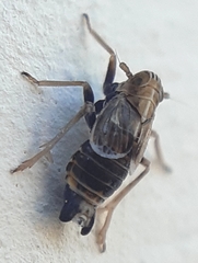 Dicranotropis hamata