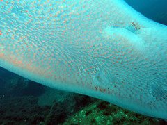 Giant Salp photo 2