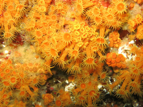 Yellow cluster anemone