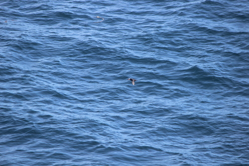 photo of Tufted Puffin (Fratercula cirrhata)