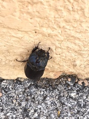Oryctes nasicornis ameliae