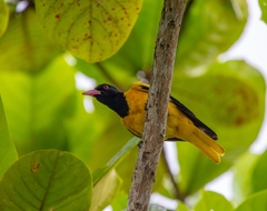 Oriolus xanthornus