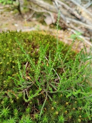Calluna
