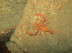 Stenopus spinosus