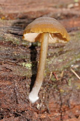 Entoloma readiae