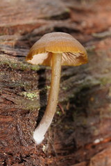 Entoloma readiae