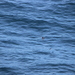 photo of Leach's Storm-petrel (Oceanodroma leucorhoa)