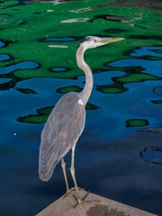 Ardea cinerea