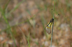 Libelloides baeticus
