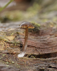 Entoloma readiae