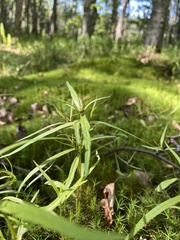 Melampyrum sylvaticum