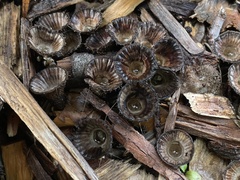 Cyathus novae-zeelandiae