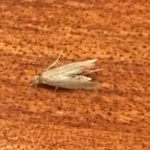 Tineola bisselliella