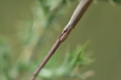 Bacillus rossius redtenbacheri