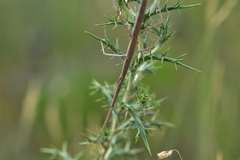Bacillus rossius redtenbacheri