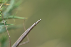 Bacillus rossius redtenbacheri