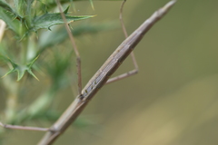 Bacillus rossius redtenbacheri