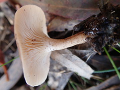 Singerocybe
