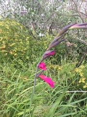Gladiolus communis byzantinus