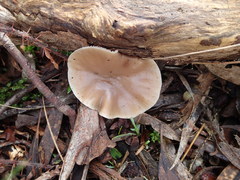 Singerocybe
