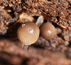 Mycena carmeliana