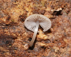 Mycena carmeliana