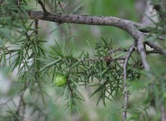 Juniperus deltoides