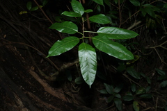 Ficus virens virens