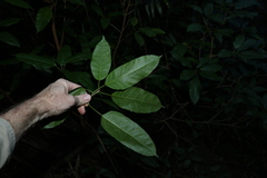 Ficus virens virens