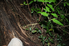 Ficus virens virens