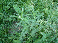 Achillea pannonica