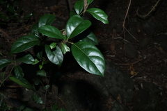 Cryptocarya foetida