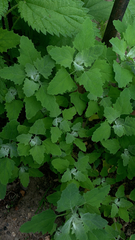 Chenopodium album