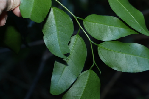 Image of Celtis paniculata by (c) Greg Tasney, some rights reserved (CC BY-SA)