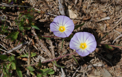 Convolvulus meonanthus