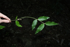 Melodinus acutiflorus