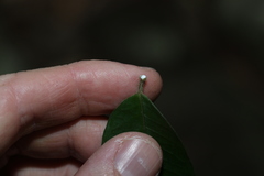 Melodinus acutiflorus
