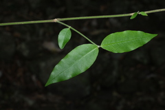 Melodinus acutiflorus