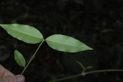 Melodinus acutiflorus