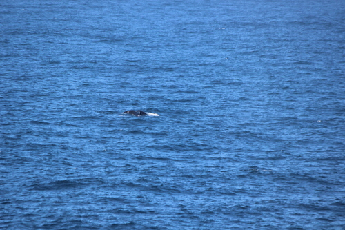 photo of Humpback Whale (Megaptera novaeangliae)