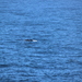 photo of Humpback Whale (Megaptera novaeangliae)