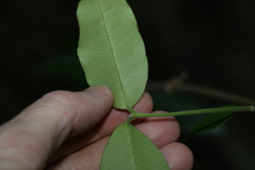 Image of Melodinus acutiflorus by (c) Greg Tasney, some rights reserved (CC BY-SA)