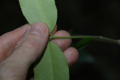 Melodinus acutiflorus