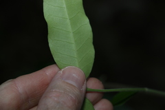 Melodinus acutiflorus