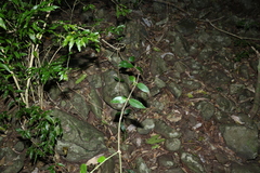 Melodinus acutiflorus