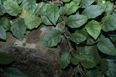 Solanum serpens