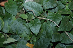 Solanum serpens