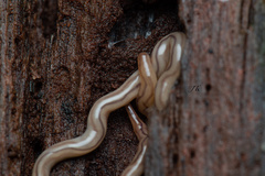 Geonemertes pelaensis